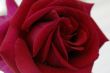 Red Rose Flower