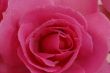 Pink Rose Flower