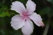 Pink Hibiscus Flower