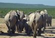 Group of elephants at Addo Elephant Park