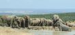 elephants drinking at Addo Elephant Park