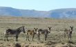 Group of Mountain zebras