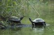 tortoises on the bank