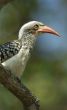 a young Southern yellow billed hornbil