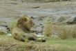 Lion male in Kruger Park south africa