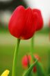 Red Tulip Flower Blooming