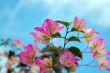 Blooming Bougainvillea