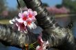 Pink Cherry Flowers Blooming in march month