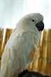 White macaw Parrot