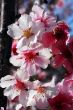 Pink Cherry Flowers Blooming in march month