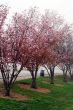 Pink Cherry Flowers Blooming in march month