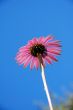 Pink Daisy Flower