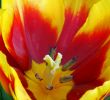 Yellow Red Tulip Flower in Bloom