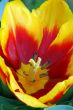 Yellow Red Tulip Flower in Bloom