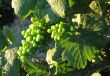 french grapes in Alsace