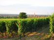 french wineyard in alsace