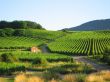 vineyard in Alsace