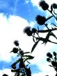 thistles on the sky