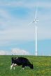 cow eating near a windturbine