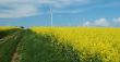 farm of windturbines close to rape field