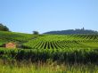 vineyard in Alsace