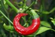 Red Pepper Chilly Isolated