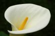 Flower White Calla Lily Closeup