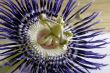 Passion Flower Blue macro