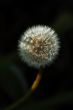 Dandelion Flower