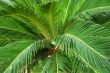 Cycad Palm plant