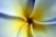 Frangipani Flower