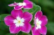 Garden Phlox Flowers