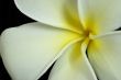 Frangipani Plumeria Flower