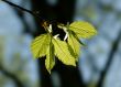 Green leaves