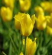 Bright Yellow tulip