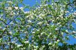 FLOWERING OF AN APPLE