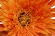 orange marigold Flower