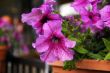 Pink Morning Glory Ipomoea Flower