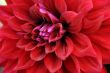 Dahlia Flower Closeup in Red Color. Isolated