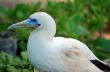 Crane Bird closeup