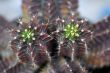 Purple Cactus plants