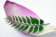 Pink Lotus Petal and Green CUrry Leaf