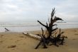 Trees uprooted on beach