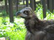 griffon vulture eagle close-up portrait