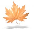 yellow autumn tree leave with shadow isolated over white background