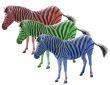 Three colored african zebras red blue ang green isolated over white background