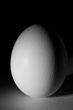 Chicken egg