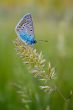 The butterfly on a branch