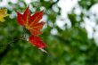 Fall leaves