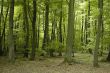 french oak and beech forest trees